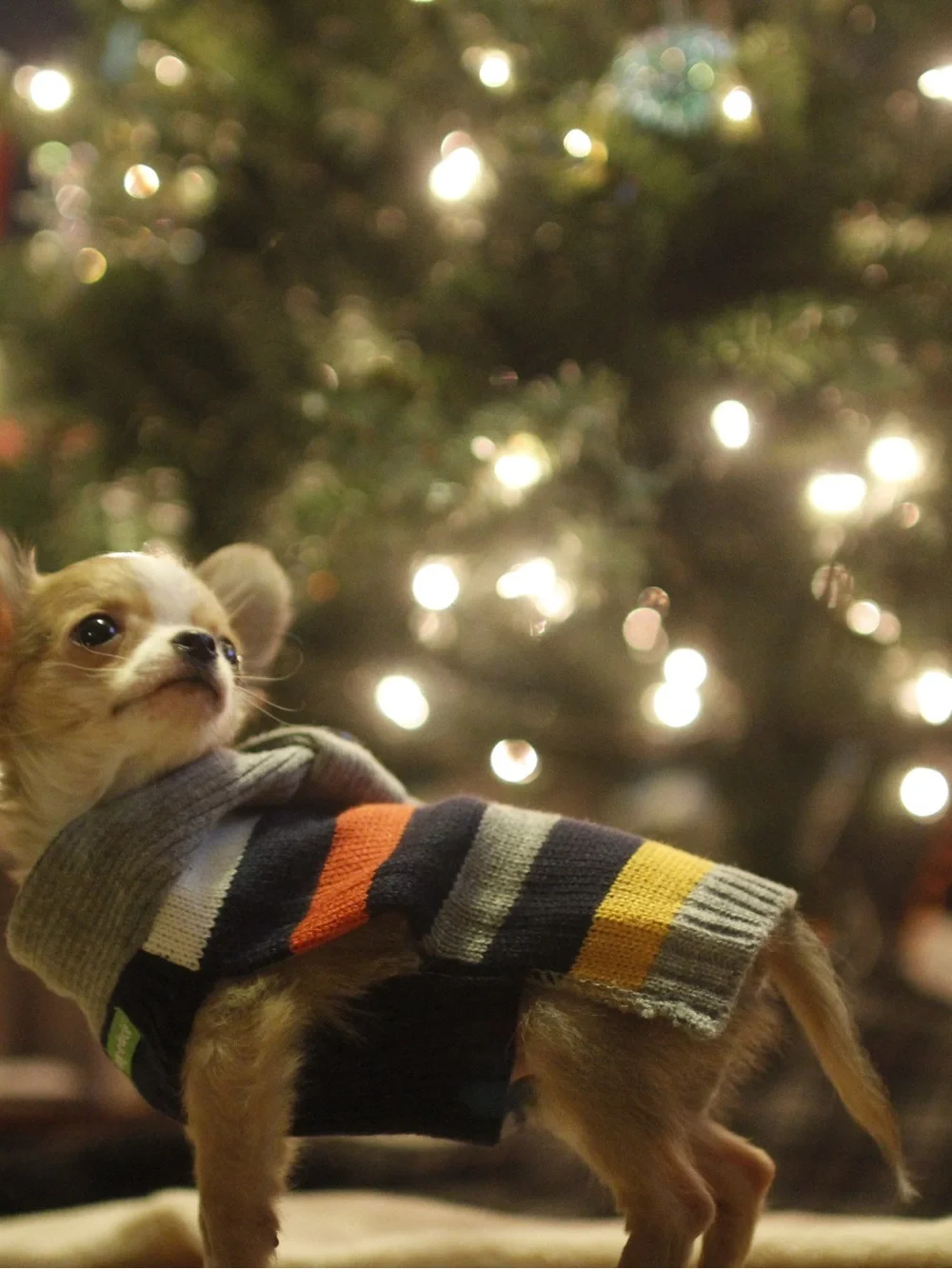 Striped Knit Dog Sweater with Button Collar - Gray, Navy & Orange